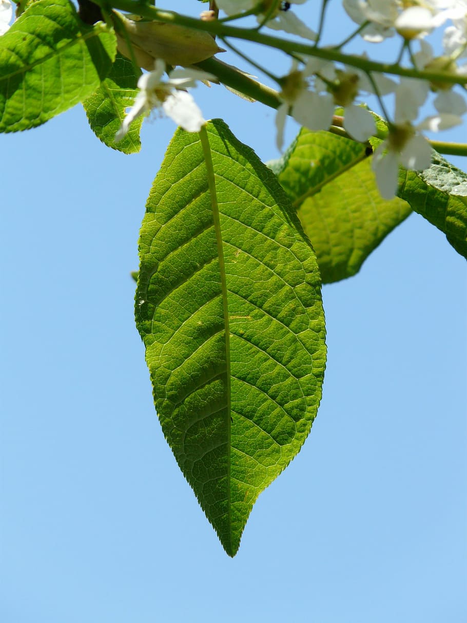 фотография листа вишни