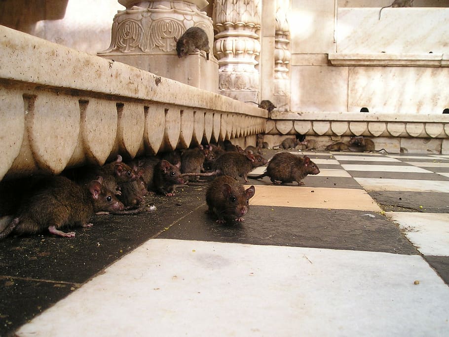 splinter, rats, ground, india, rat temple, rat, holy, animal themes, mammal, animal