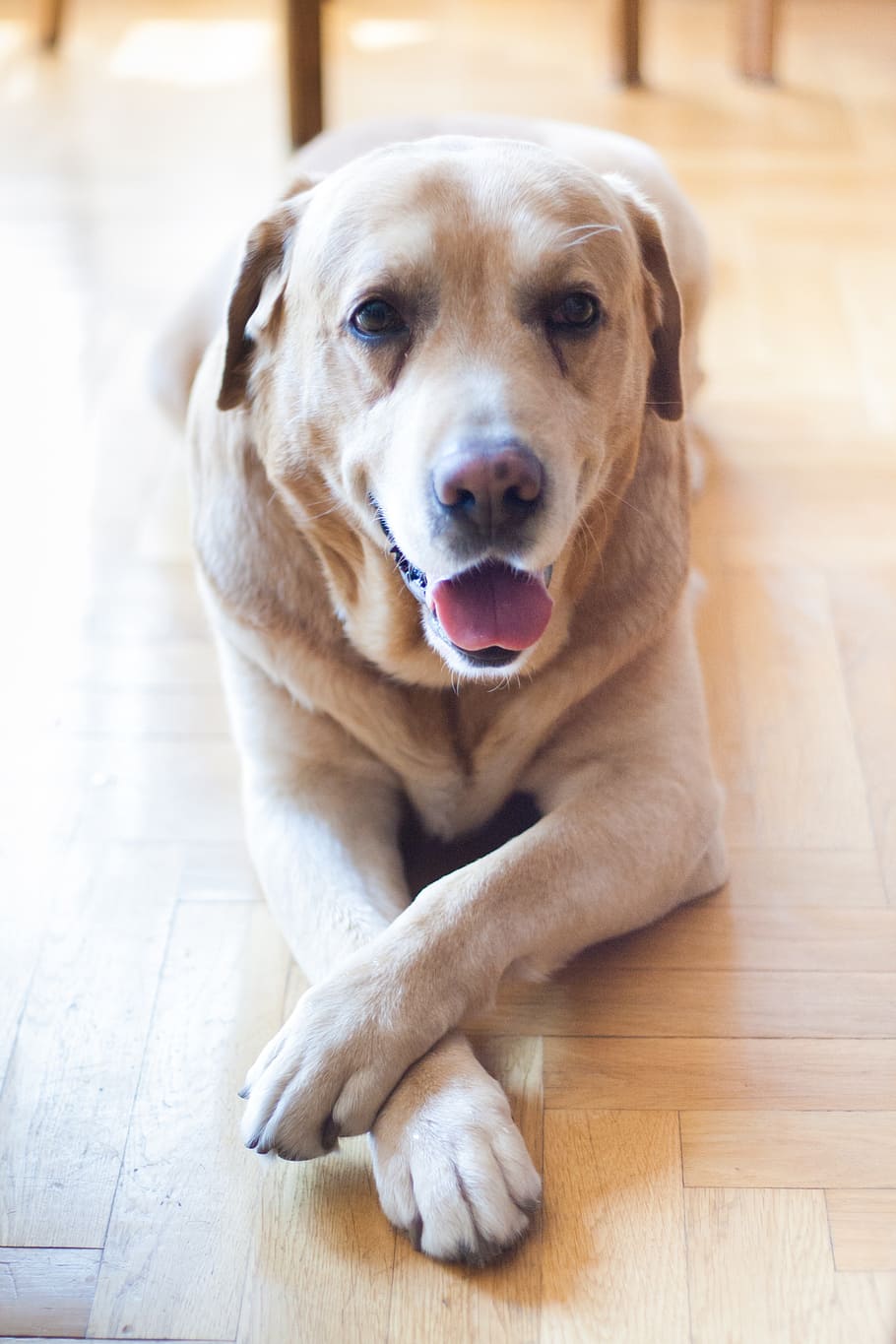 tilt shift lens photography, adult, yellow, laying, brown, wooden, flooring, dog, pet, old