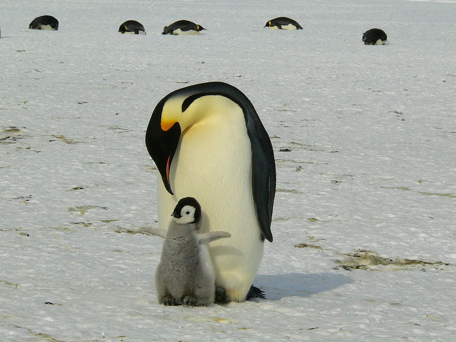 pingüino emperador, polluelo, pingüinos, emperador, antártico, vida, animales, lindo, hielo, antártida