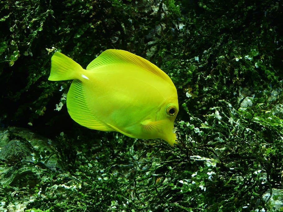yellow segelflossendoktor, fish, zebrasoma flavescens, yellow segeldoktorfisch, surgeonfish, aquarium, toy, water, swim, underwater