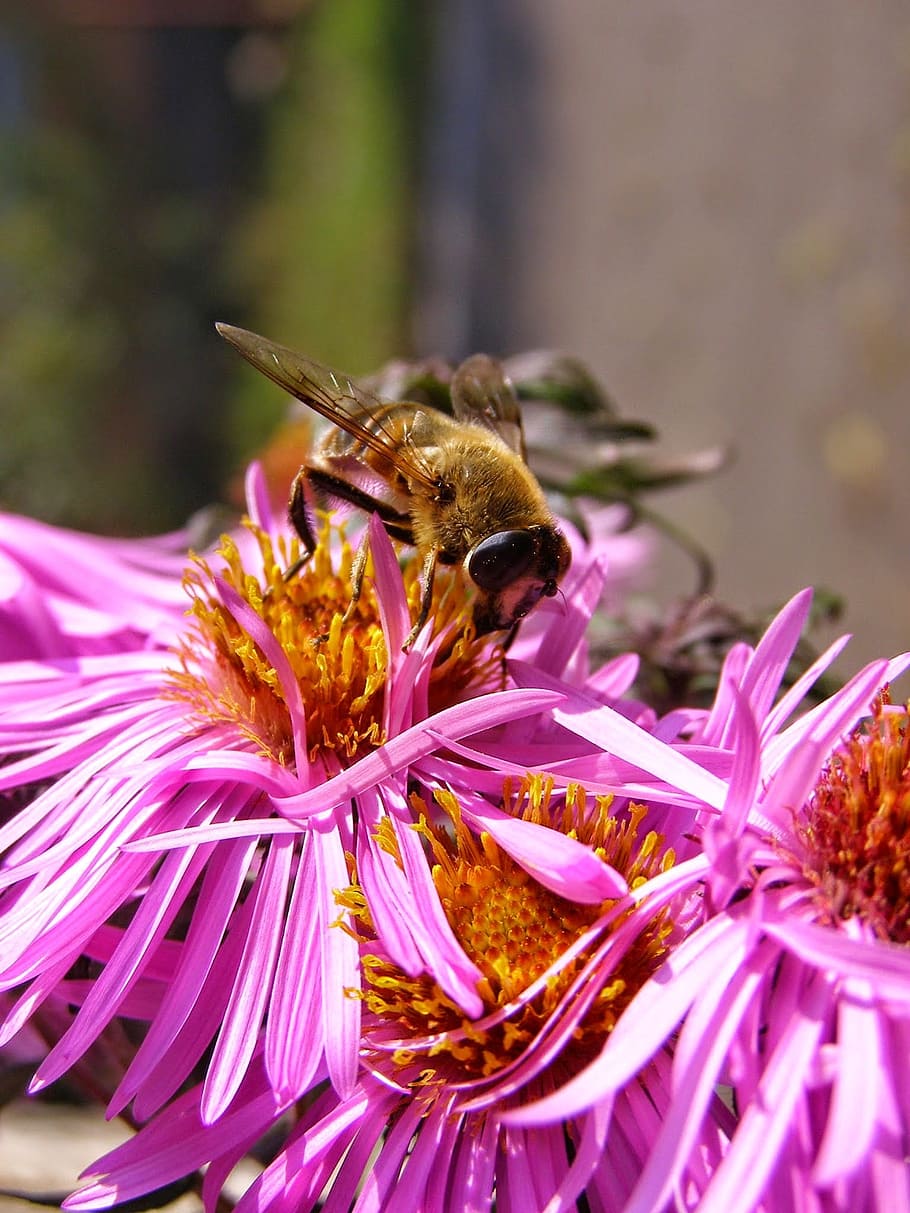 Abeja, miel, flor, polen, recoge néctar, insecto volador, macro, naturaleza, apicultura, abejas