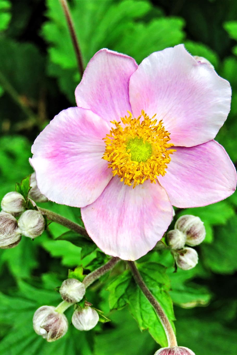 plant, fall anemone, japanese anemone, flower, blossom, bloom, bud, pink petals, yellow pollen tubes, garden