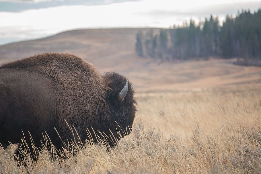 bison, nature, wildlife, grassland, field, outdoors, animal, environment, animal themes, animals in the wild