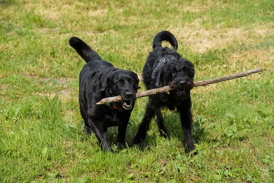 two, adult, black, labrador retriever, long-coated, dog, fetching, stick, labrador, retriever