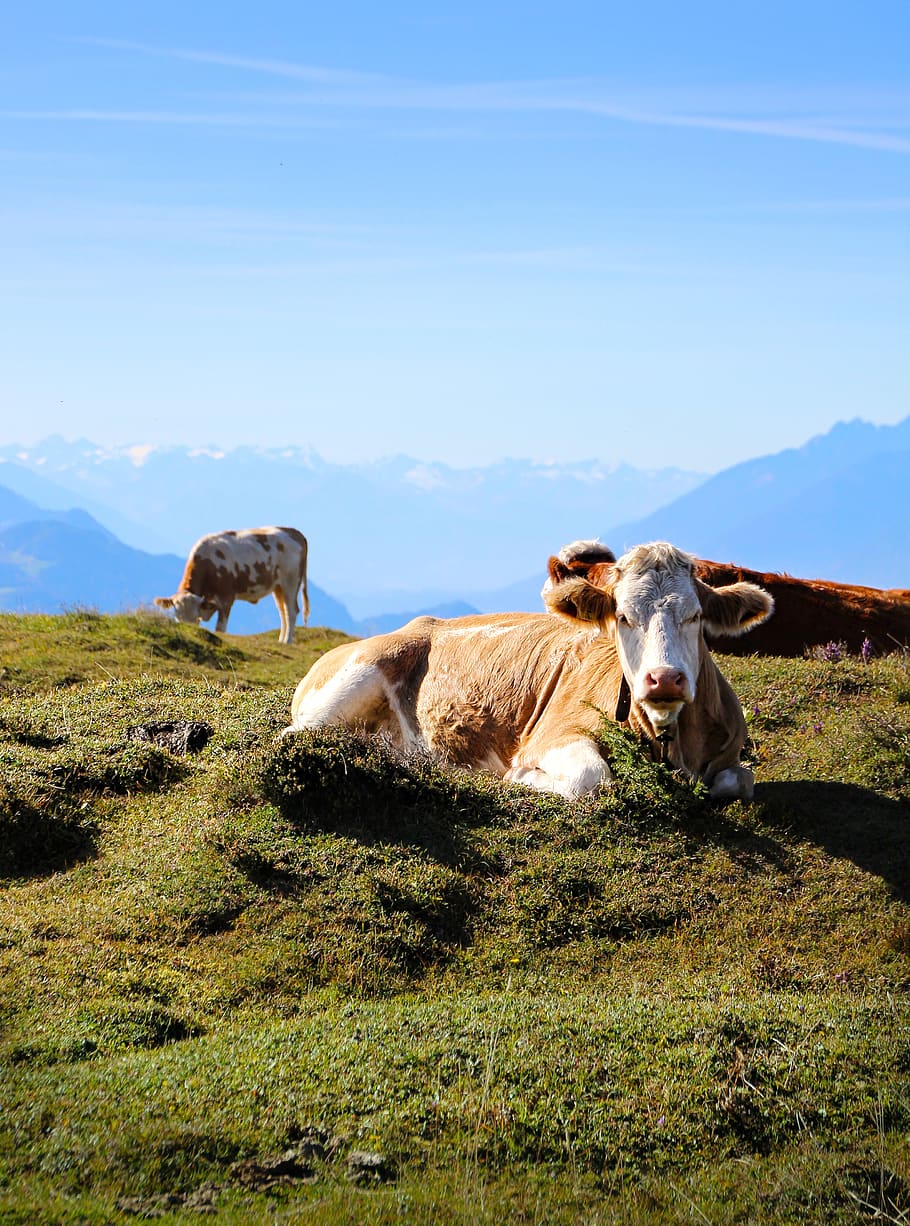 alm, austria, cow, mountains, landscape, nature, tyrol, alpine meadow, alpine, cows