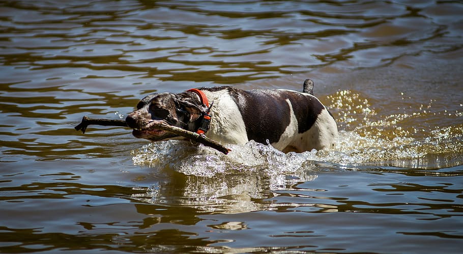 dog, swimming, lake, water, animal, swim, outdoor, spring, fetch, one animal