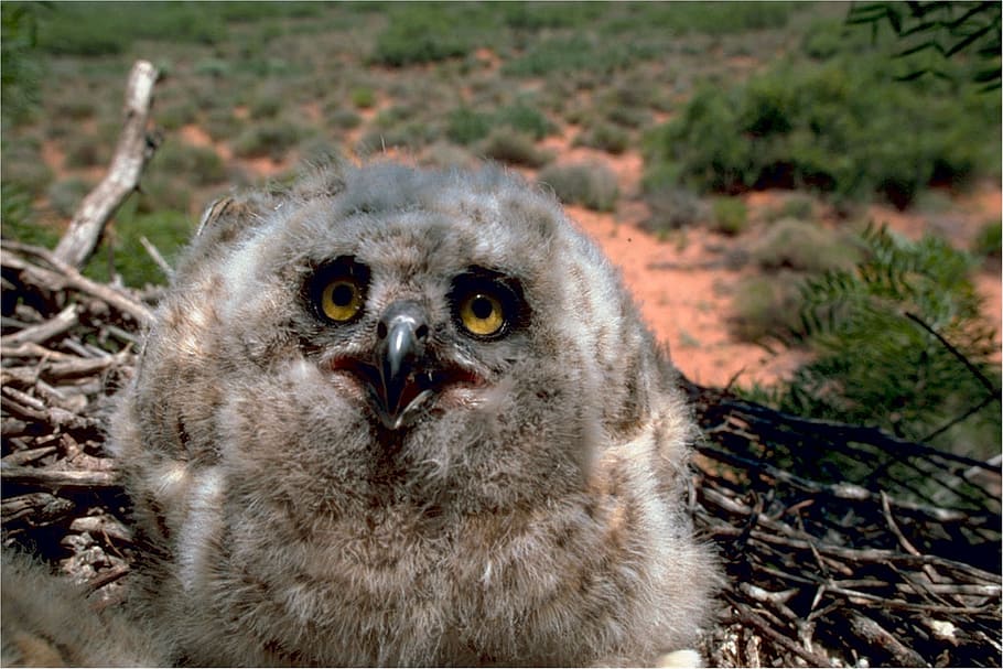 owl, great horned, baby, young, nest, beak, predator, feather, eyes, yellow
