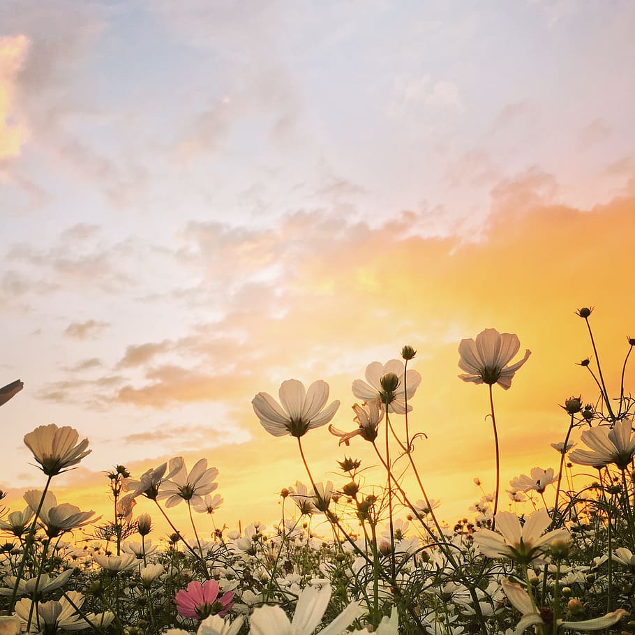low, angle photo, cosmos flowers, sunset, flower, spring, flowering plant, beauty in nature, plant, sky
