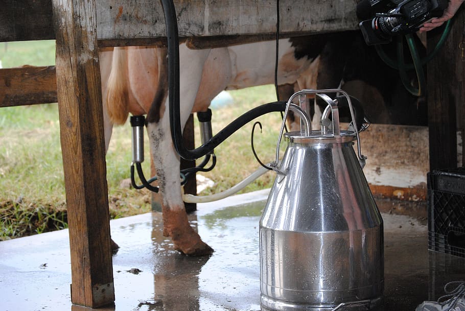 memerah susu, peternakan, hewan, susu, sapi, pertanian, wadah, minum, hari, minuman
