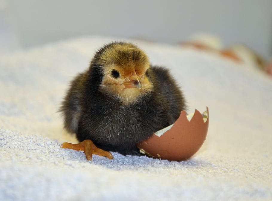 black, yellow, chick, white, soil, chicks, hatch, eggshell, chicken, animals