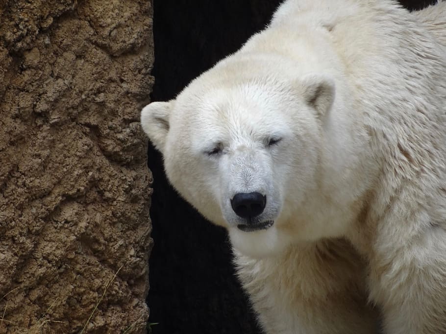 white, polar, bear, brown, stone close-up photographt, polar bear, zoo, animals, animal, animal themes