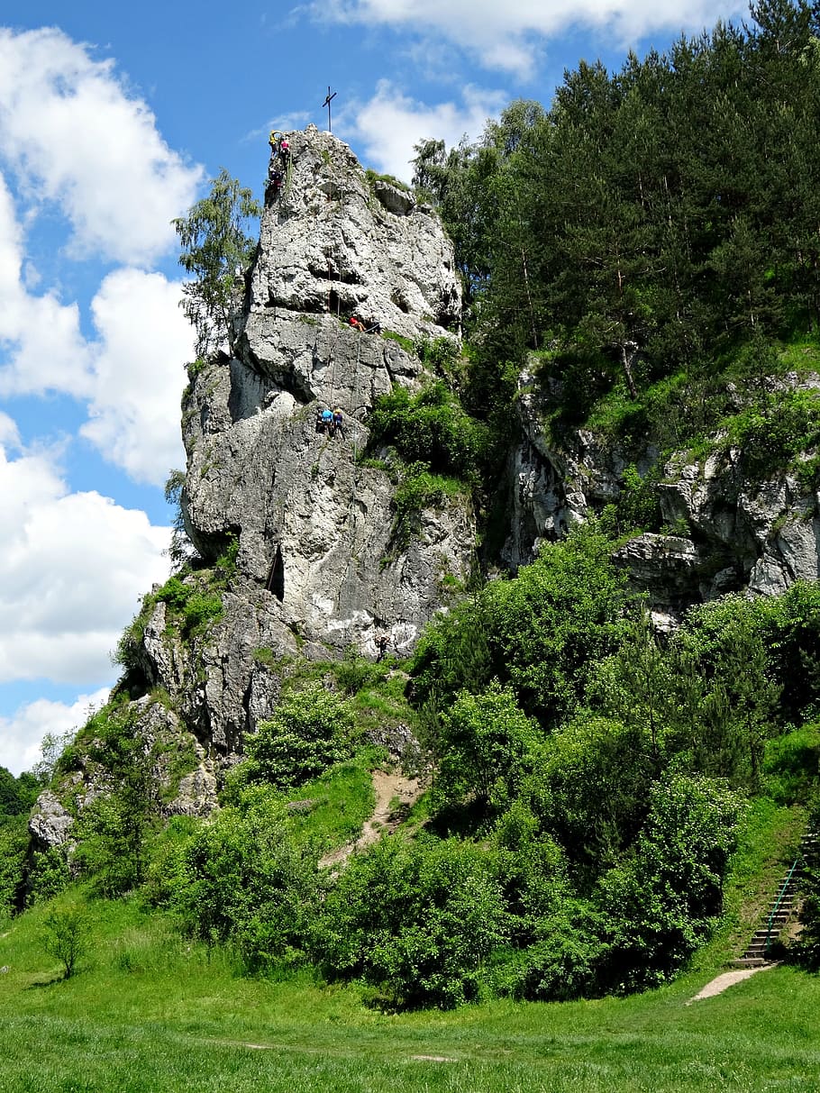 바위, 관광 여행, 풍경, 자연, 하이킹 트레일, 쥬라 크라코프 스코 częstochowa, 등산, 식물, 나무, 성장