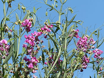 lathyrus-tuberosus-blossom-bloom-flower-royalty-free-thumbnail.jpg