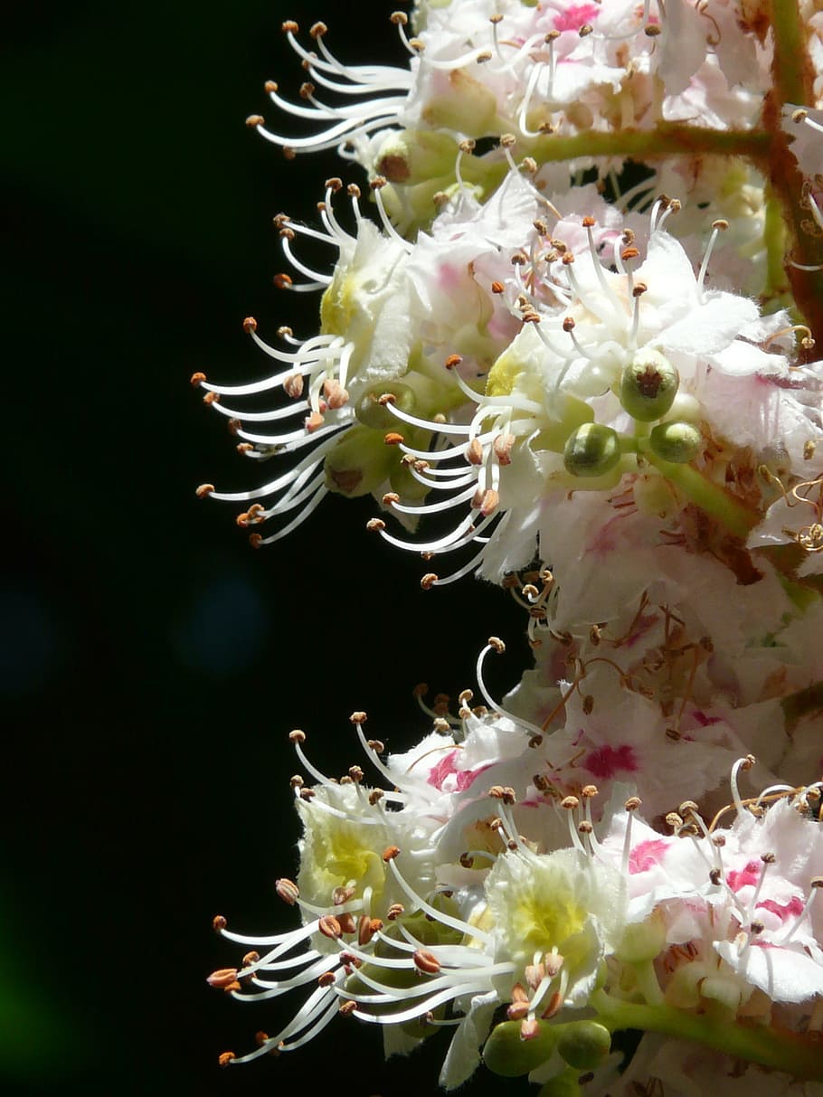 Inflorescence, Blossom, Bloom, White, close, macro, ordinary rosskastanie, chestnut, flowers, tree