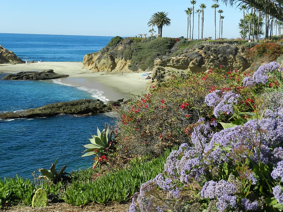 Oceano, Laguna Beach, Califórnia, mar, natureza, rocha - objeto, dia, praia, flor, plantar