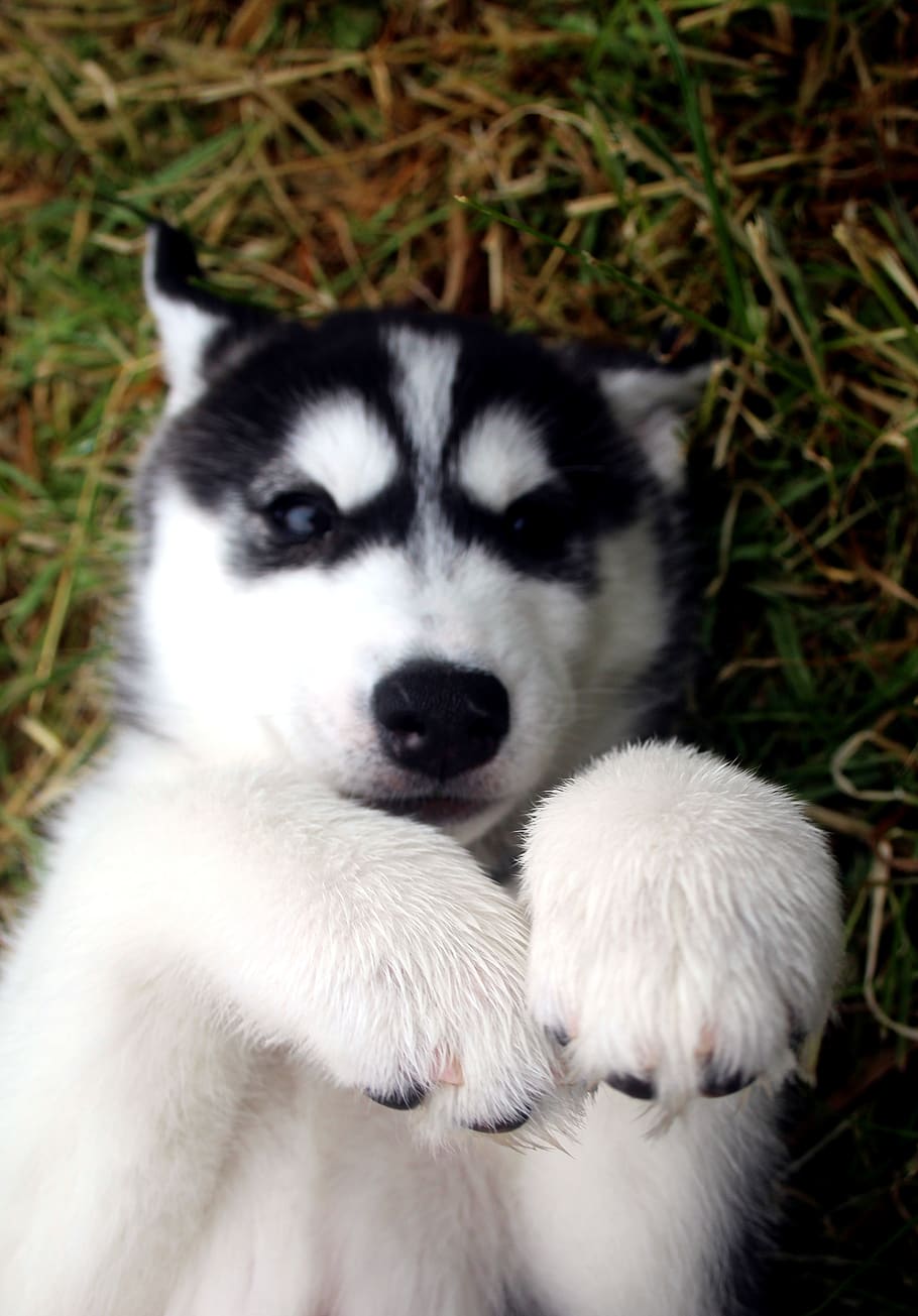 husky siberiano, husky, cachorro, canino, animal de estimação, animal, cachorrinho, mamífero, temas de animais, um animal