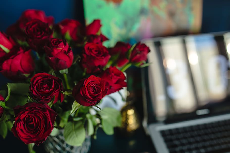 wanita, bunga-bunga, ruang kerja, tempat kerja, komputer, Macbook, teknologi, mawar mawar merah, kerja, Laptop