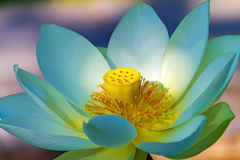 lotus flower, white, summer, flower, plant, bloom, lotus, nature, pond flower, aquatic plant