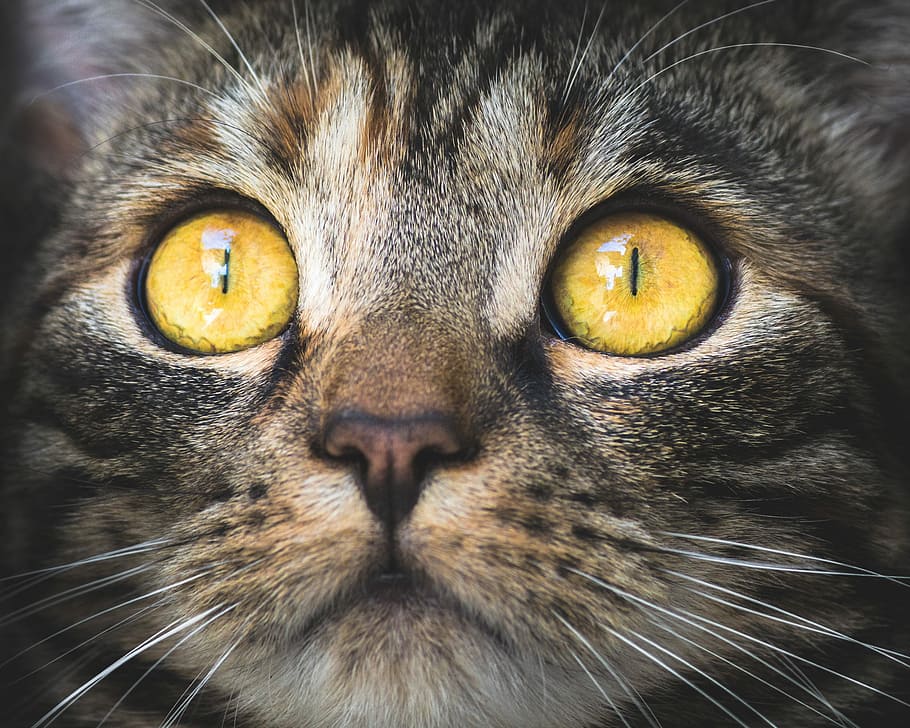 fotografia de foco, marrom, gato malhado, gato, retrato, animal, animal de estimação, gato doméstico, olhos, vista