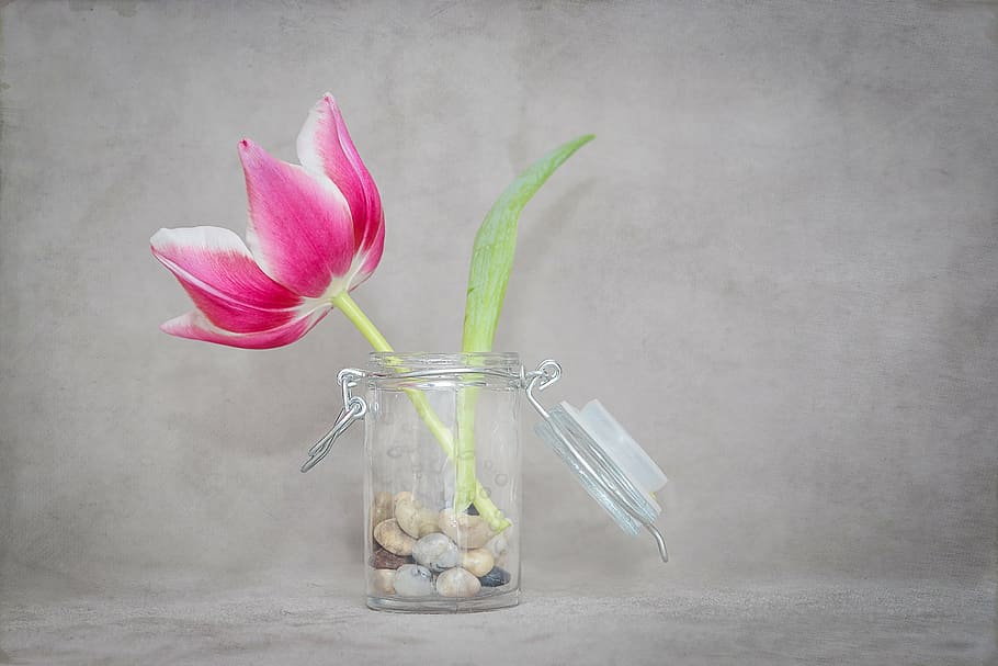 pink, flower, clear, glass vase, tulip, blossom, bloom, pink white, spring flower, schnittblume