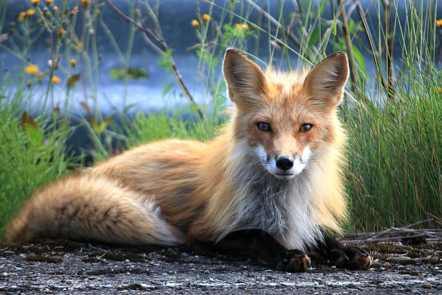 brown fox, fuchs, canada, perce, quebec, perce quebec, fox, animal, red Fox, nature