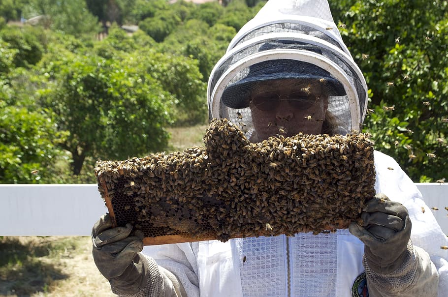 man, holding, honey beehive, Honey, Honeybee, Jar, Bee, Insects, honey jar, bees