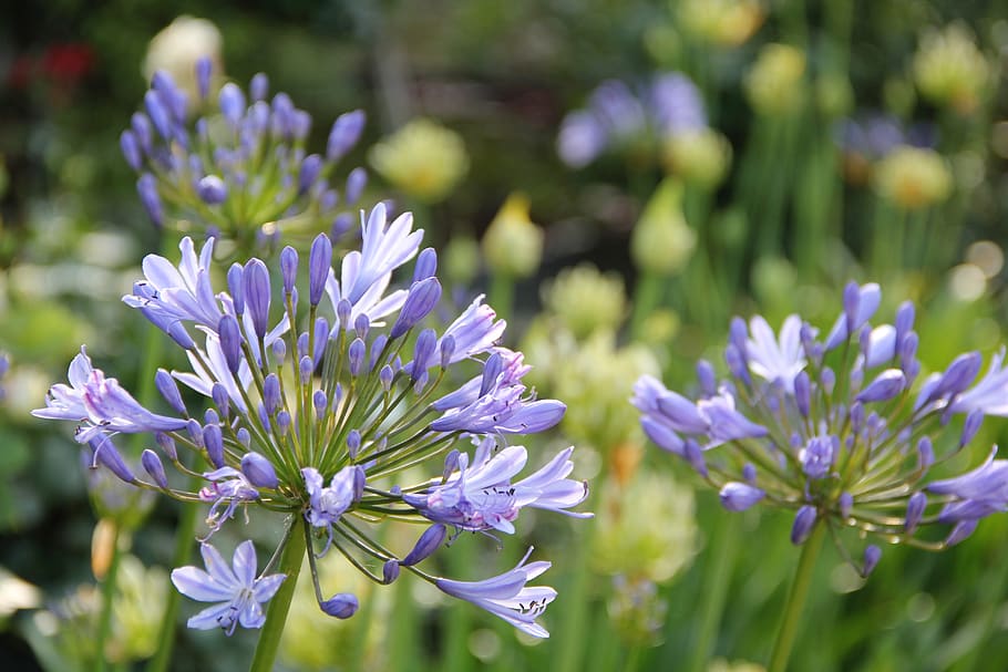 agapanto, flores, jardín, violeta, parque, planta floreciente, flor,  vulnerabilidad, fragilidad, planta | Pxfuel