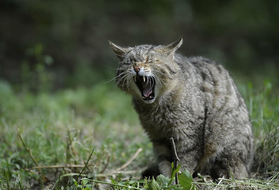 kucing perak, bidang rumput, kucing liar, hewan, alam, kucing, telinga, mata, makhluk, gigi