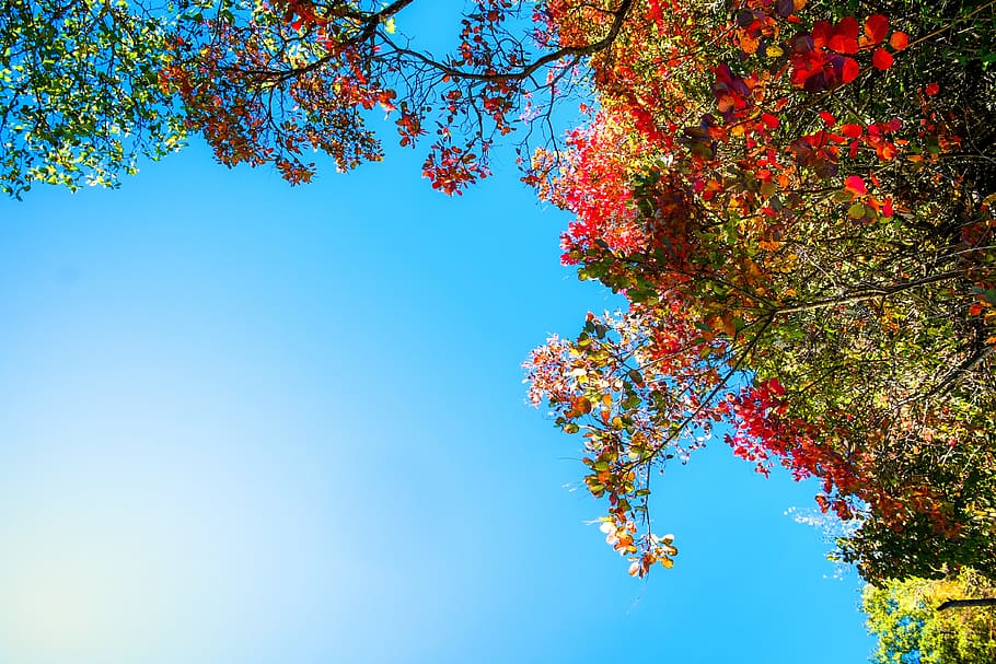 musim gugur, warna, langit, pohon, daun, alam, merah, lanskap, biru, tanaman