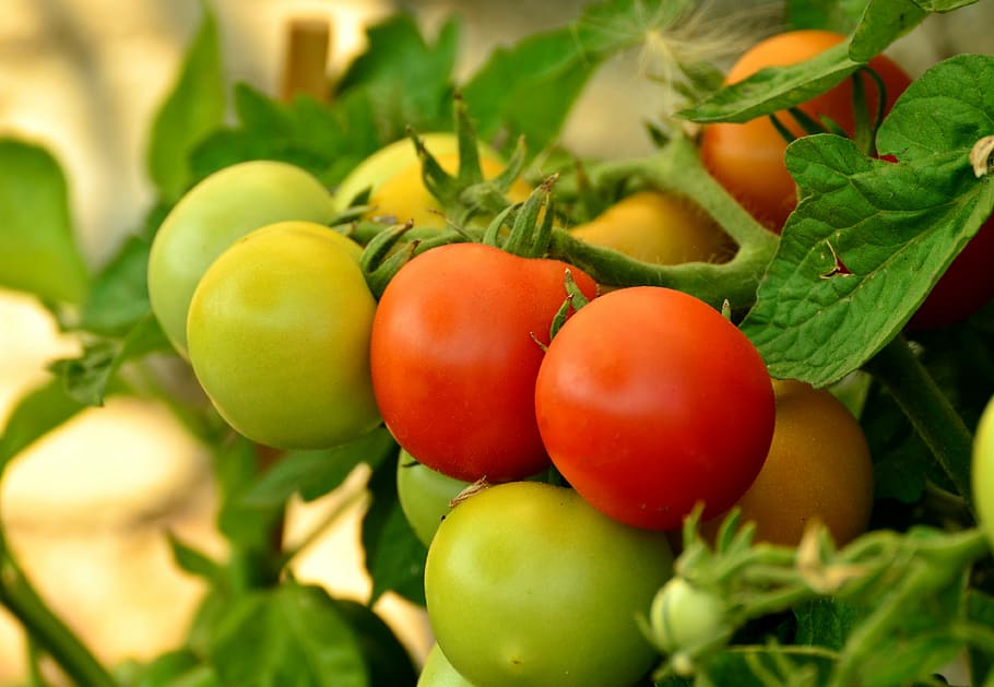 selective, focus photography, tomatoes, ripe, immature, red, nachtschattengewächs, vegetables, green, eat