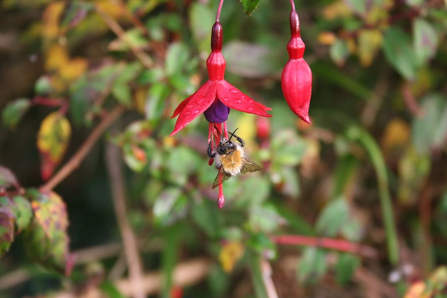 bee, fuschia, insect, blooms, vivid, honey bee, petal, outdoors, plant, red
