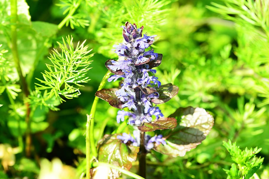 bugle, ajuga reptans, blue, flower, wild, perennial, butterfly plant, austrian medicinal tea plant, close-up, detail