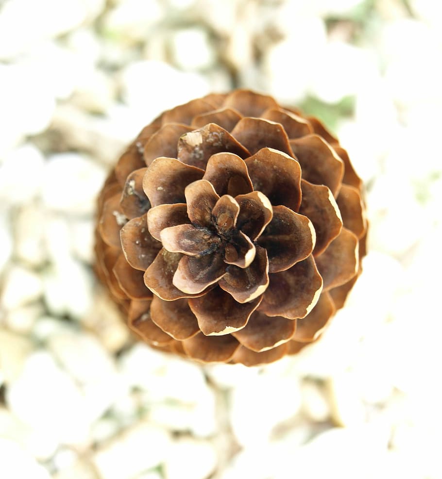 pine-cones-conifer-spruce-forest.jpg