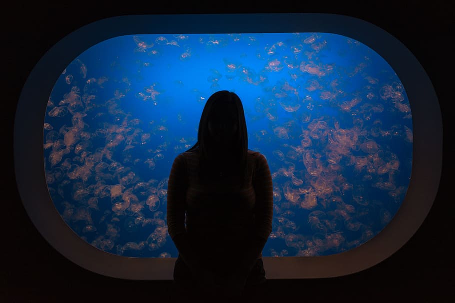 silhouette, woman, looking, window, people, alone, dark, aquarium, blue, water