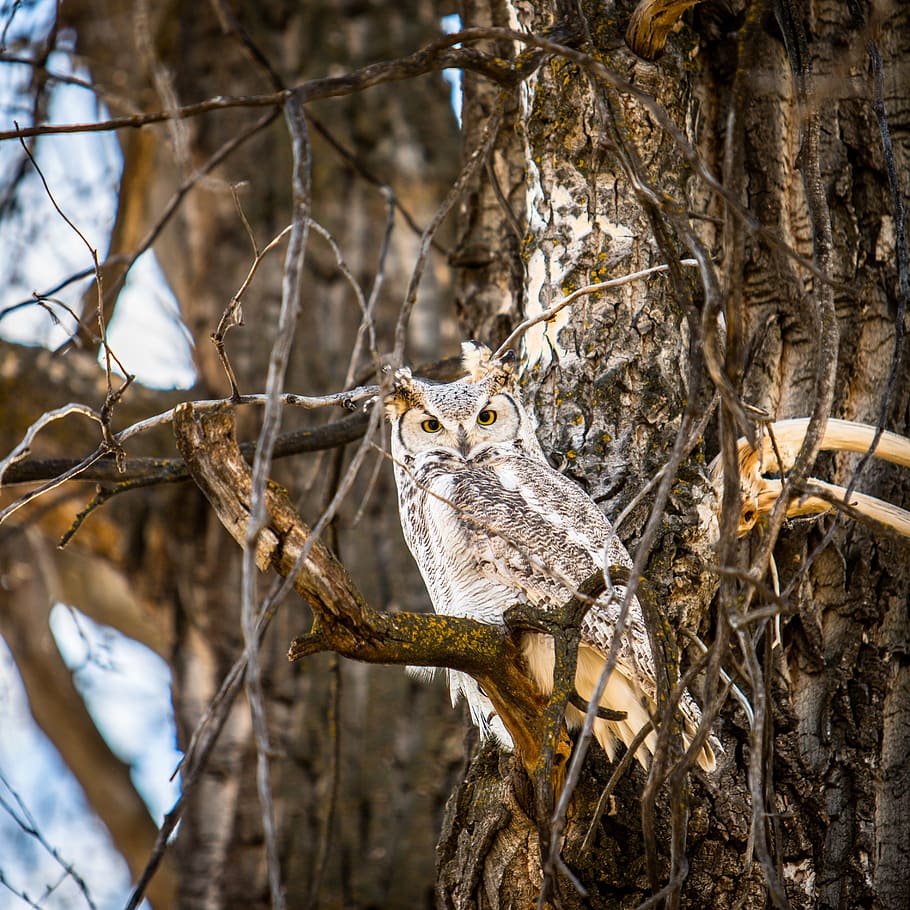 avian, owl, camouflage, forest, great horned owl, natural, nature, outdoors, wild, wilderness