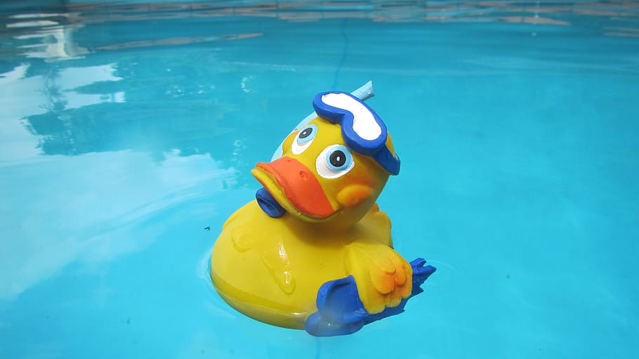 yellow, rubber ducky, floating, body, water, duck, quitscheente, wet, swim, color