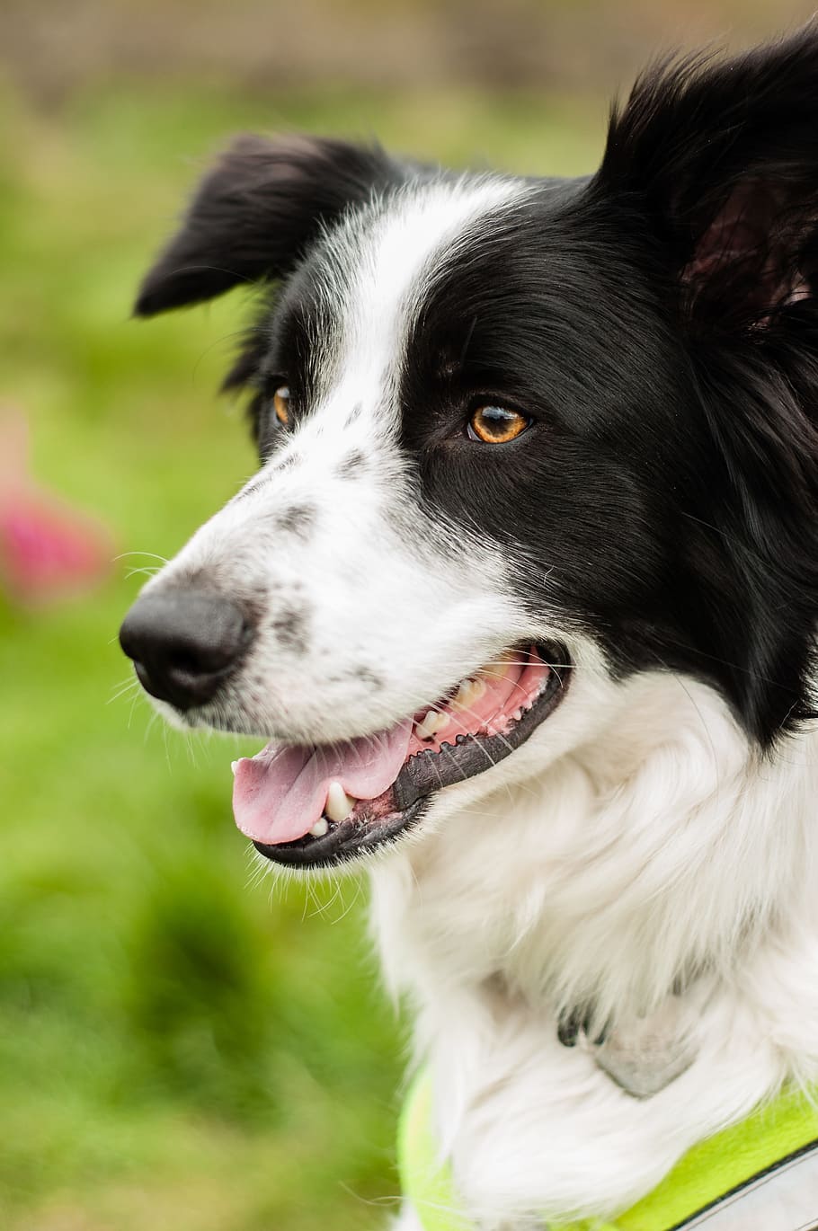 short-coated, white, black, dog, pet, happy, adorable, outdoors, boarder collie, domestic