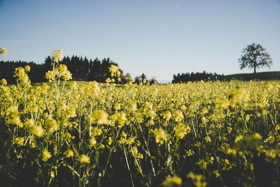 yellow, flower, meadow, farm, field, blue sky, plant, nature, landscape, beauty in nature