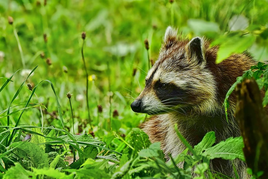 closeup, photography, raccoon, green, grass, nature, animal, mammal, wild, animal world