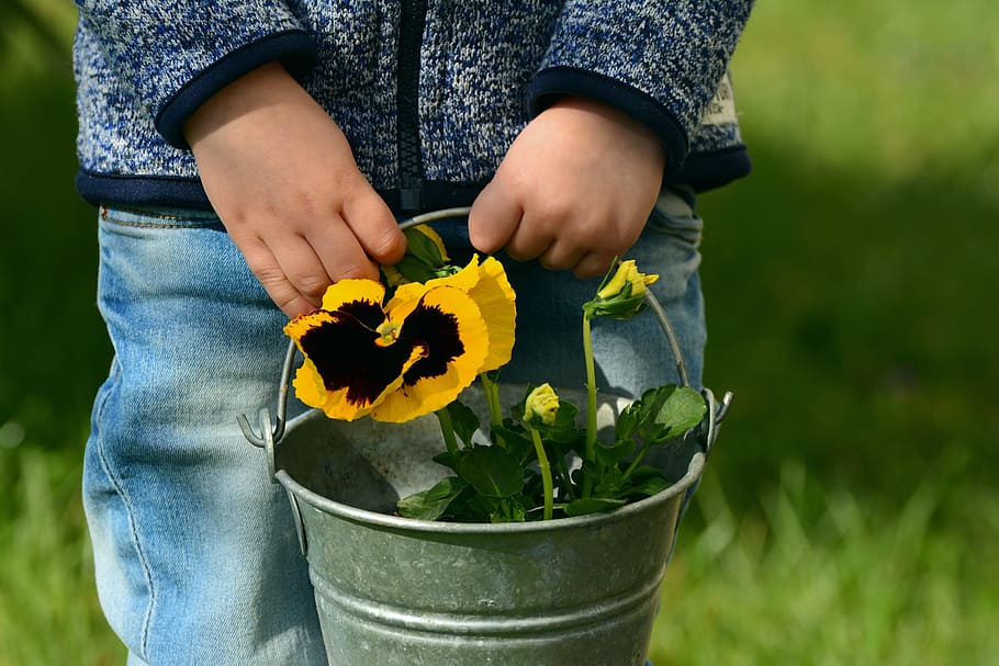 person, holding, bucket, petaled flowers, pansy, child, children's hands, hands, mother's day, birthday
