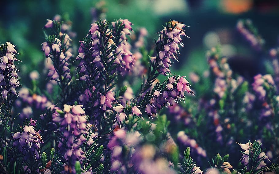 flowers, plants, lilac, nature, bloom, blossom, garden, spring, outdoors, plant