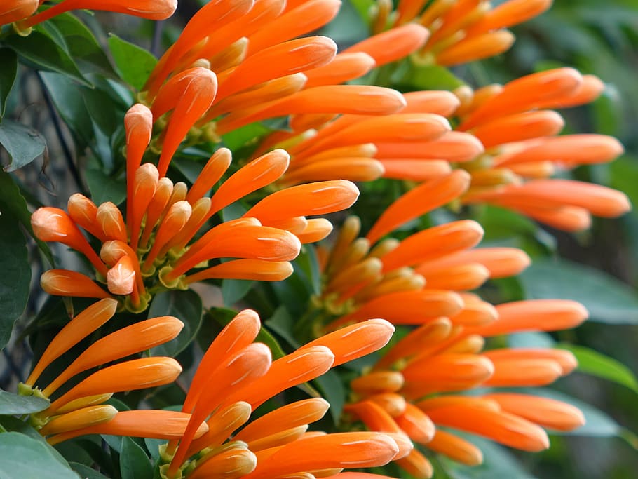 flor de foguete, videira de chama, coral dourado, flor de três garras, chuva de ouro do noroeste, flor, cor laranja, frescura, planta, crescimento