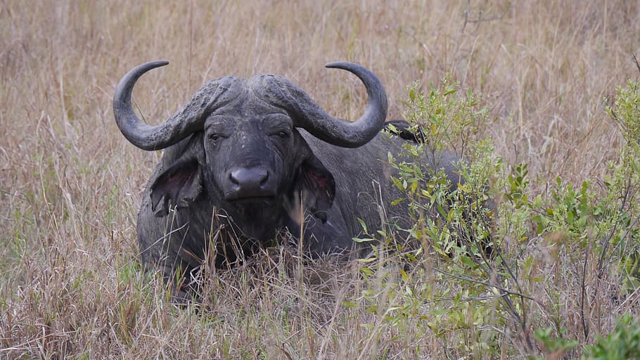 black, water buffalo, grass, south africa, hluhluwe, buffalo, national park, animals, animal themes, animal wildlife