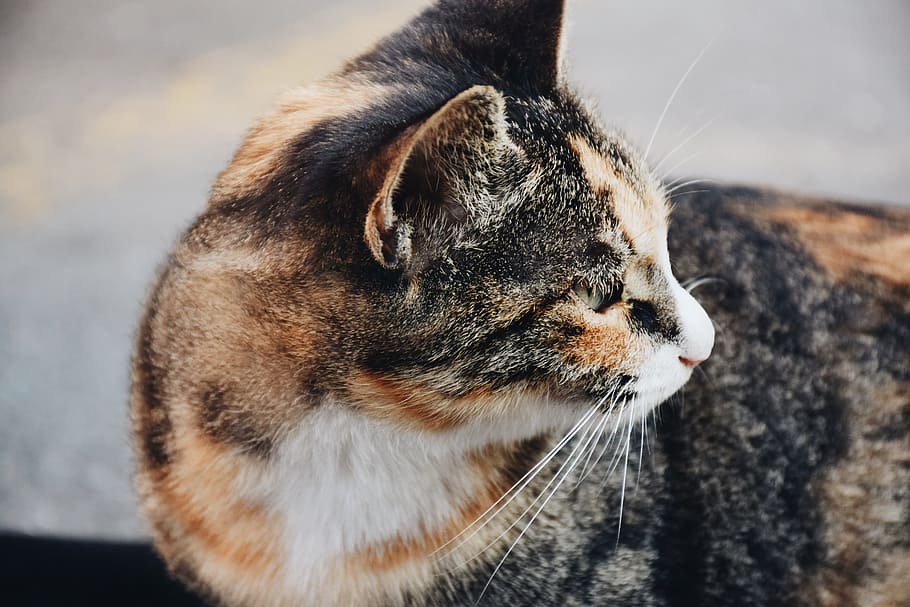 campus, cat, side of the face kill, cute, pets, one animal, domestic, animal themes, feline, animal