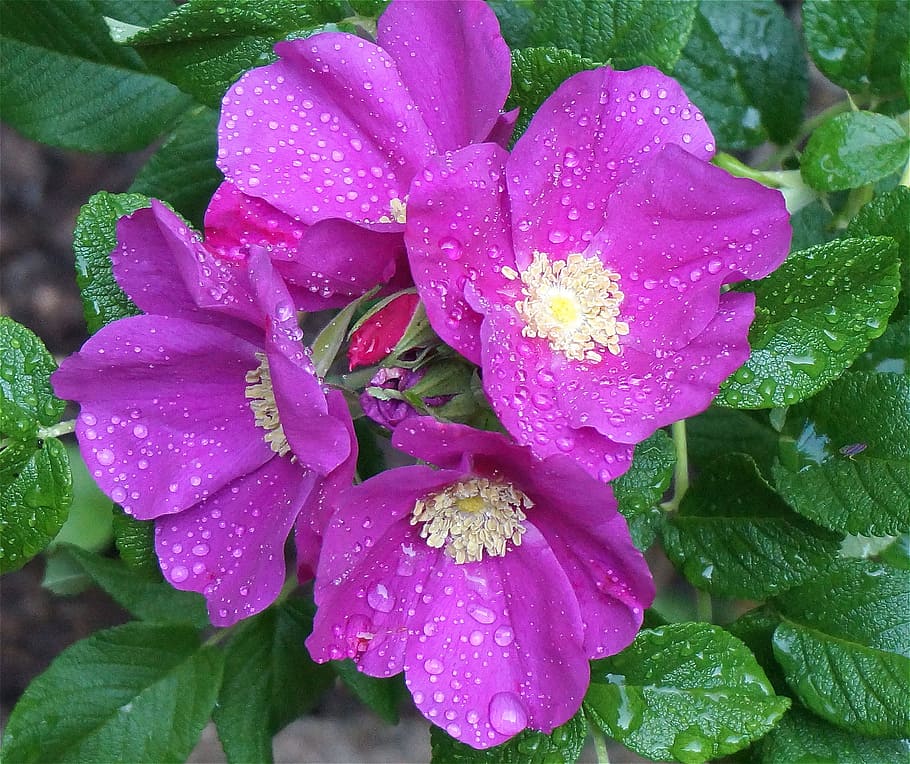 Rugosa Rose, capullos, rosa, lluvia, flor, floración, hojas, jardín, naturaleza, planta