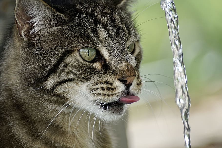 pouring, water, front, cat, showing, tongue, getiegert, tiger, fur, cute
