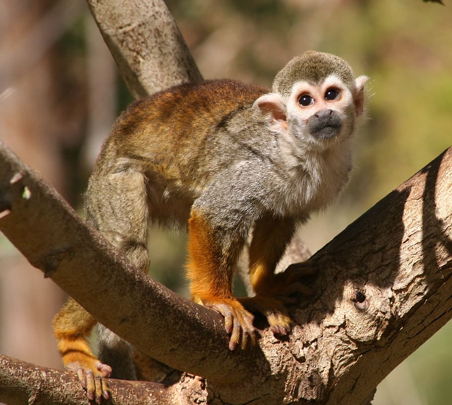 squirrel monkey, tree, looking, primate, zoo, cute, eyes, mammal, animal wildlife, animal themes