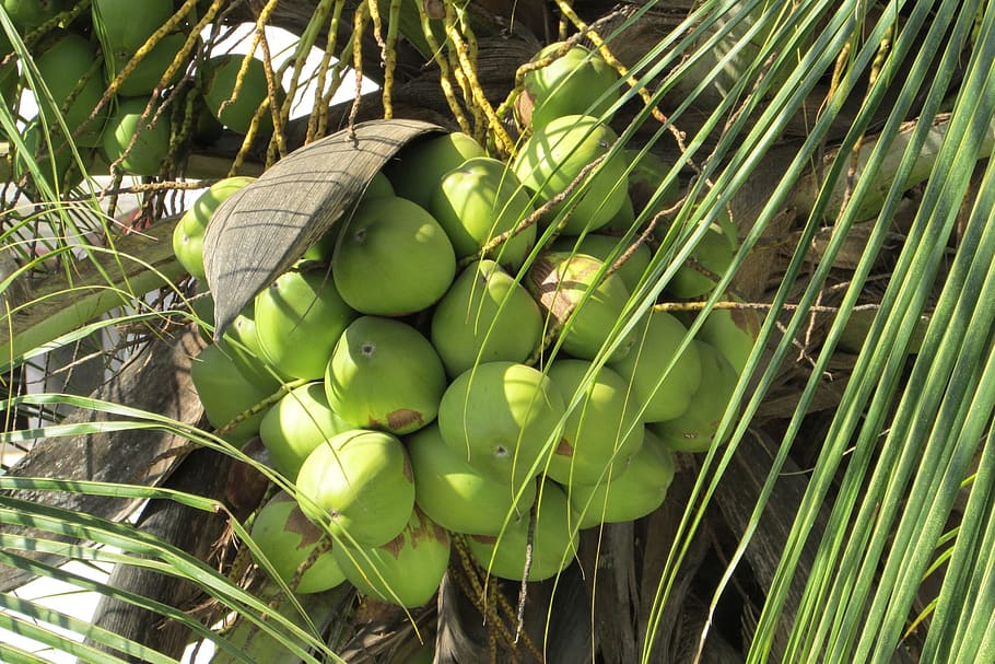 racimo, frutos de coco, árbol, cocos, fruta, palma, cocotero, jugoso, comida, maduro