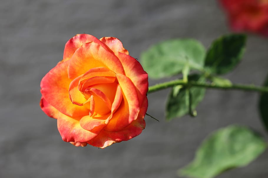 red yellow rose, alinka, blooming, decorative, romantic, nature, outdoor, flowering plant, flower, freshness